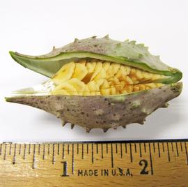   Fruit, seed:   Glossonema varians , showing seeds; Photo by N. Diaz, USDA APHIS PPQ, imageID.idtools.org
